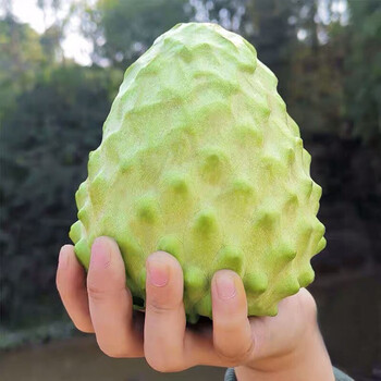 释迦果牛奶释迦大果新鲜水果当季佛头果番荔枝大果 6个礼盒装