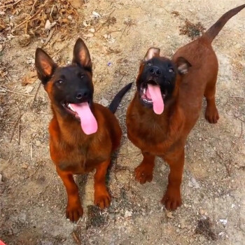 馬犬幼犬活體小馬犬幼崽馬犬狗活體純種寵物狗狗馬犬馬犬活體大型犬