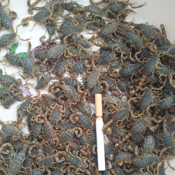 沂蒙山活蝎子特价按斤蝎子活体可入药食用泡酒十足全蝎大个头山蝎