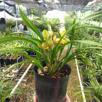 建兰四季兰台北小姐兰花带花苞浓香大花惠兰苗阳台花卉绿植盆栽 忆香