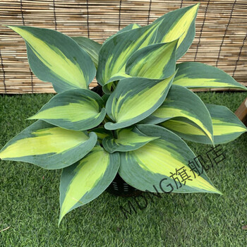 玉簪=凯瑟琳1加仑 带盆栽好