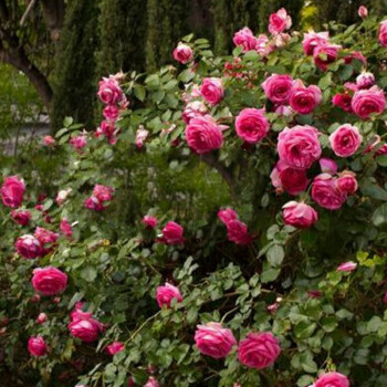 藤本月季薔薇花苗爬藤大苗庭院爬牆植物大遊行蒂娜d7深色粉龍1618米原