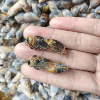 500g油炸蜂蛹马蜂蛹胡蜂蛹儿泡酒新鲜野生活体即食500g 1斤四级虎头蜂