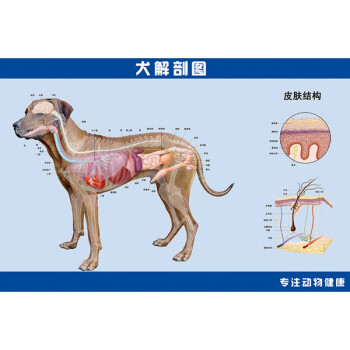 狗的骨骼结构图清晰图图片