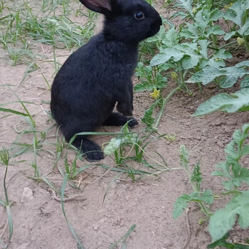 伊拉兔,比利时巨兔,莲山黑兔 黑灰白 50天以上幼崽【图片 价格 品牌