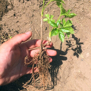 元井汇刺五加苗五叶刺加皮种子种苗东北刺五加皮树苗盆栽地栽易成活 2