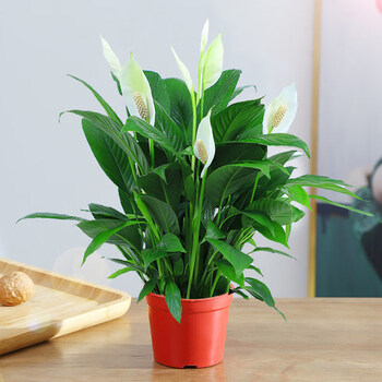 盆栽植物室内花卉水培一帆风顺大盆水养绿植d7特级白掌68株原土盆不含