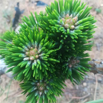 三河黑松 嫁接千寿丸6个芽头1株 不含盆