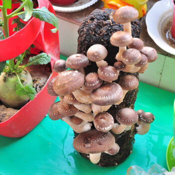 hqc买一发三香菇包蘑菇包平菇种室内家庭种植包种子食用香菇大包注意
