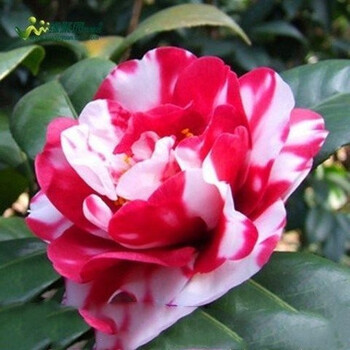 茶花树苗带花苞当年开花 皇冠 8年苗精品苗开花多多