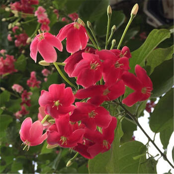 花苗驱蚊虫香兰草盆栽植物五彩夜来香树苗藤本花卉绿植红色不含盆
