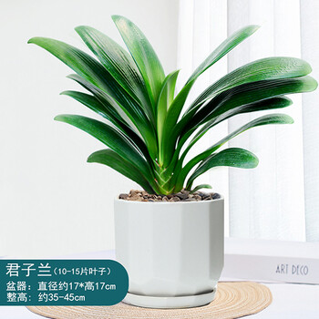 心头肉君子兰盆栽元宝君子兰开花植物室内自己常绿好养花卉观花植物