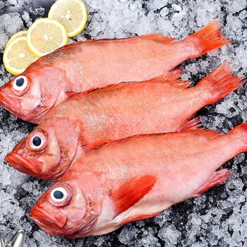 顺丰冷运源外园海鱼新鲜红石斑鱼富贵鱼新鲜大眼鱼深海海鲜水产鲜活十