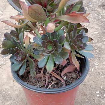 【现货现发】多肉多肉植物法师法师新三仙铜壶万圣节 灰法6到8头