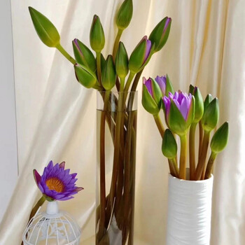 睡莲花苞鲜花办公室家用供佛插花水养切花养植观音莲水培花 紫色睡莲