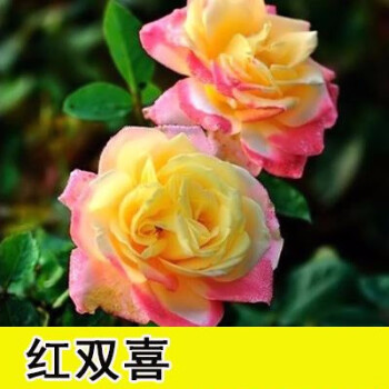 藍色妖姬 花卉樹苗盆栽牡丹百合薔薇月季花苗 t3 紅雙喜【10年大苗】