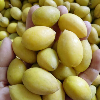 潮汕新鲜煲汤黄橄榄甘香橄榄孕妇水果金黄橄榄檀香橄榄潮汕特产一斤装