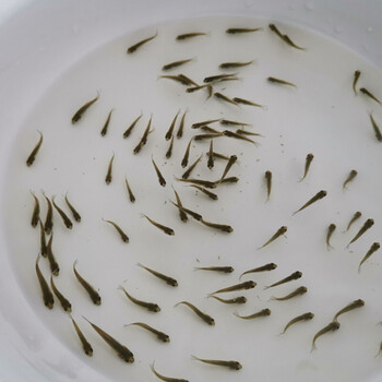 中科3号中科三号鲫鱼水花鱼苗2021年新品淡水养殖鱼苗重庆永川鲫鱼夏