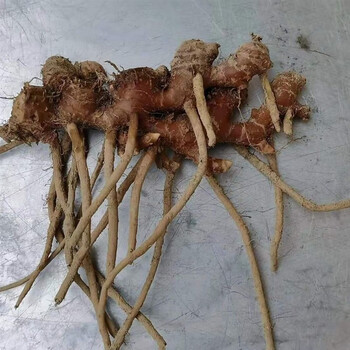 新鲜阳春风姜高州月子姜阳春姜月婆姜风姜鸡汤红皮风姜 三年两斤老风