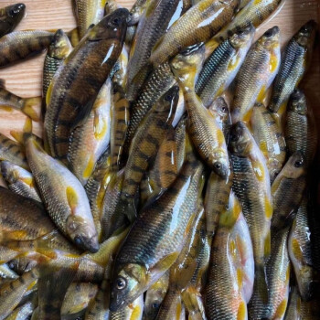 lism 石斑鱼新鲜原生态淡水溪流鱼广西桂林山区山坑鱼冷冻光纯鱼 新鲜