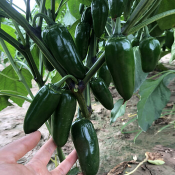 墨西哥泡椒种子苗港椒辣椒种籽春季四季阳台高产辣味浓腌咸菜泡椒苗6