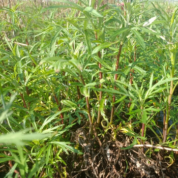 贝娇芬 江西鄱阳湖野生藜蒿新鲜现摘食用正宗红梗芦蒿篱蒿泥蒿梗子