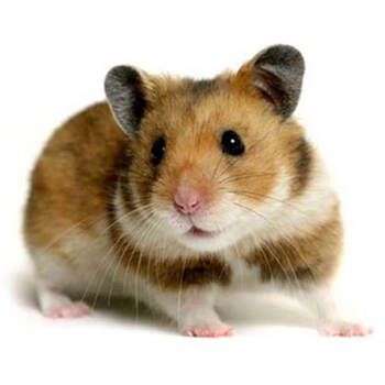 宠物仓鼠长毛金丝熊活物笼子矩形稀有金丝熊稀有情侣鼠虎纹熊一只