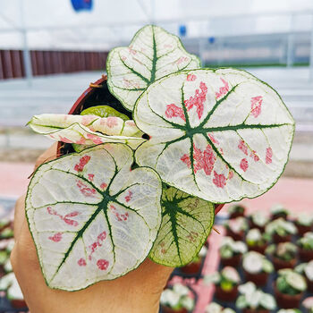 草莓之星彩叶芋如意小盆栽绿植花卉竹芋办公桌桌面网红植物茹雪白草莓