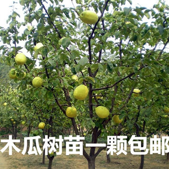 木瓜树苖酸木瓜光皮木瓜木瓜可泡酒可制果脯木瓜海棠酸木瓜果树苖