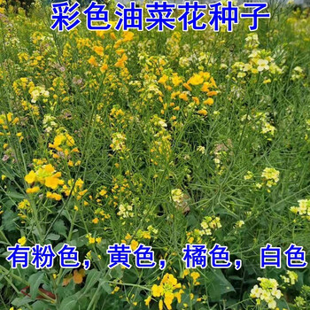 播种心情 油菜花种子杂交种观赏彩色油菜花种籽花海高产非转基因油