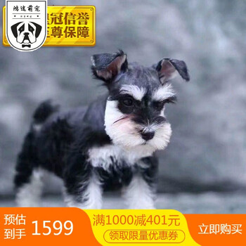 雪纳瑞幼犬活体宠物狗狗活体雪纳瑞迷你椒盐色黑色白色雪纳瑞幼崽活体茶杯体宠物级s级公 图片价格品牌报价 京东