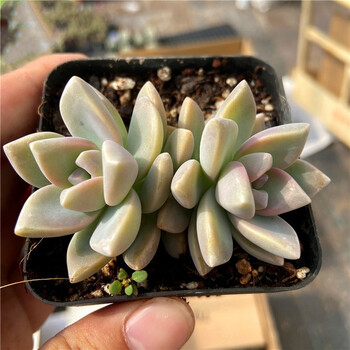 幽灵公主淡雪多头群生新手超好养易度夏多肉植物室内阳台花卉绿植淡雪双头5厘米裸根发货 图片价格品牌报价 京东