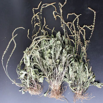 车前草泡茶整株 全草 新鲜无硫干泡水中药材清热去火 50克