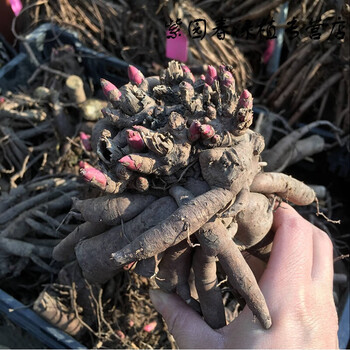 园艺芍药老根 带芽芍药种根芍药花当年开芍药花苗牡丹苗 芍药白色 不