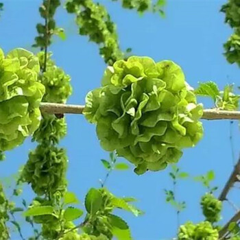 上海可发新鲜榆钱儿野菜沂蒙山榆树叶子钱串子现摘现发窝窝头时令蔬菜