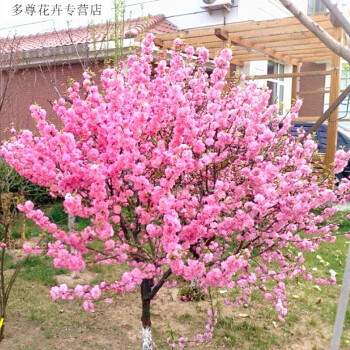 梅花苗庭院觀花植物花卉嫁接榆葉梅苗榆葉梅樹苗地栽風景樹苗綠化苗木