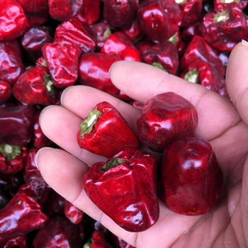 中辣红灯笼椒250g 红灯泡椒干辣椒麻辣香锅火锅调料红辣椒