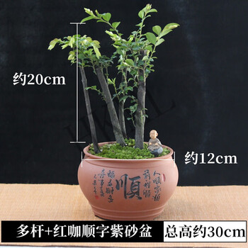Soumiety 小叶紫檀盆景树苗绿植物盆栽树桩名贵正宗檀香木室内常青多杆紫檀 顺字紫砂盆带盆栽好 图片价格品牌报价 京东
