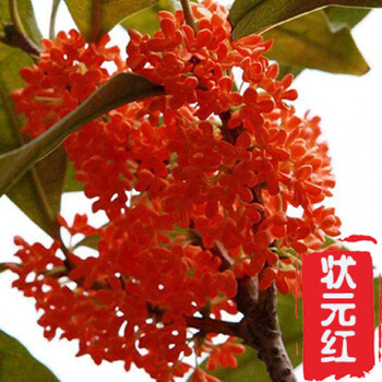 庭院桂花树苗盆栽室内外桂花大树盆景矮老桩 状元红 2 5厘米粗111cm 含 140cm 含 图片价格品牌报价 京东