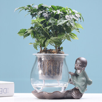涞思芊 品质保证 水植物水培植物室内客厅水生谁养植物绿萝盆栽室内净化空气吸甲醛办公室绿植小盆景q2 哥窑 满腹经纶 幸福树 带盆栽好 图片价格品牌报价 京东