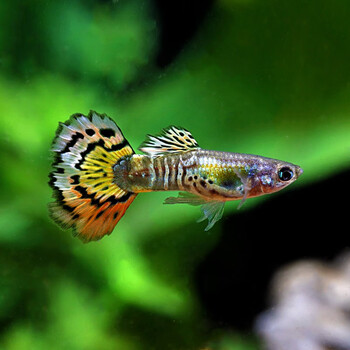 鱼官儿 a组孔雀鱼黄老虎3对 1对备损 热带淡水小型观赏鱼 水族活体