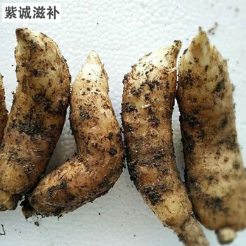 野外生新鲜天麻冬麻特级深高山天麻现挖煲汤炖汤滋补品中药原材杞里香