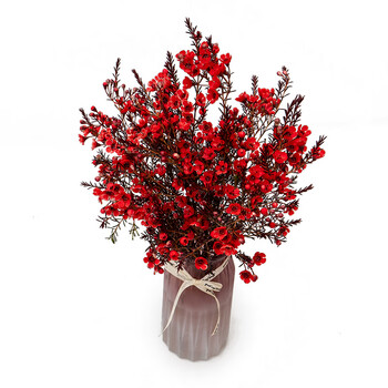 红色腊梅(吸色)【图片 价格 品牌 报价】-京东