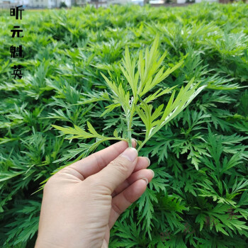 艾叶新鲜食用蔬菜嫩艾叶草糍粑粑田艾草青团子现摘清明草3斤 2000g