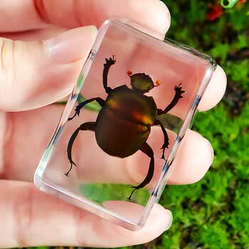 树脂海洋动物标本金龟子蝎子螃蟹甲虫蜘蛛真虫幼儿园 浅灰色 4#屎壳郎