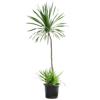 龙须树盆栽龙血树办公室客厅高杆造型植物龙铁树室内大型绿植 龙血树