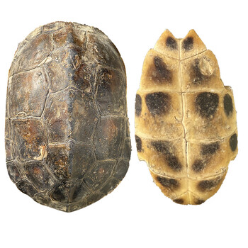 生晒龟板中龟壳外塘中华草龟珍珠天然真乌龟壳龟甲龟苓膏原料龟甲250g