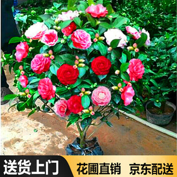 盆栽茶花苗四季常青香妃茶花盆栽花期带花苞浓香型庭院室内好养茶花树苗花卉植物五色茶花 强力推荐 5年苗 花期花苞多多店家推荐 图片价格品牌报价 京东