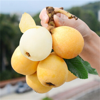 现货苏州东山白玉枇杷白沙梨肉枇杷大果新鲜水果 3斤