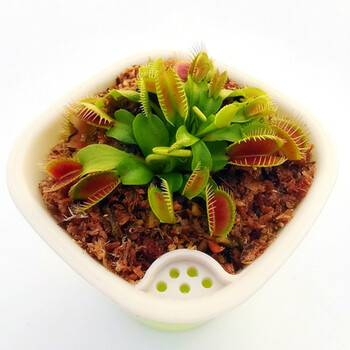 植物食人花捕蚊草食蚊草超大捕虫草趣味盆栽 b52捕蝇草捕夹约1厘米